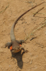 Leiolepis rubritaeniata
