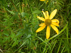 Rudbeckia laciniata