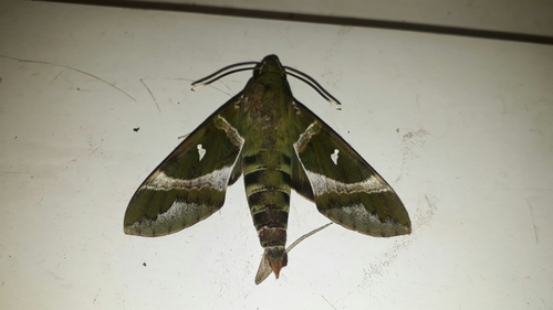 Silver-marked Nephele