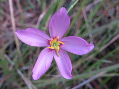 Sabatia grandiflora