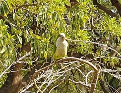 Myiopsitta monachus
