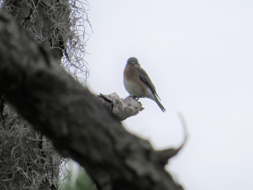 Turdidae image