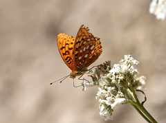 Speyeria coronis semiramis