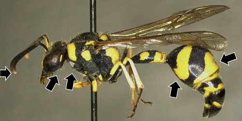 Mediterranean Potter Wasp