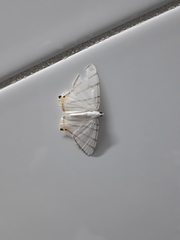 Opisthoxia metargyria