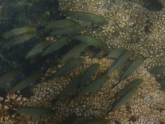 Haemulon maculicauda