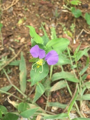 Commelina undulata