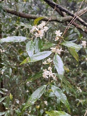 Tricalysia capensis transvaalensis
