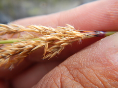 Calamagrostis inexpansa