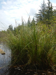 Calamagrostis inexpansa