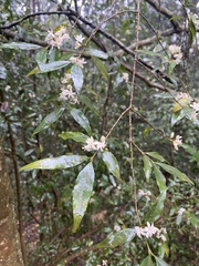 Tricalysia capensis transvaalensis