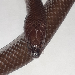 Lycophidion capense