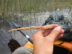 Calamagrostis inexpansa