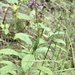 Lobelia imberbis 2