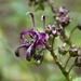Lobelia imberbis