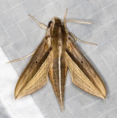 Theretra silhetensis intersecta