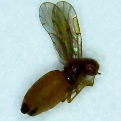 Ectopsocidae