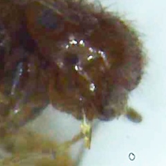 Ectopsocidae