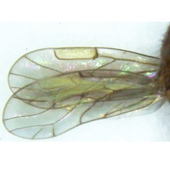 Ectopsocidae
