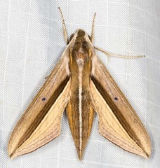 Theretra silhetensis intersecta