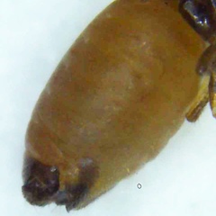 Ectopsocidae