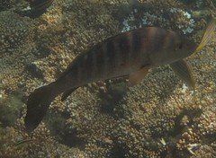 Lutjanus novemfasciatus