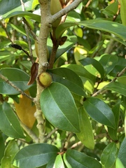 Magnolia figo