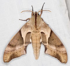 Coequosa australasiae