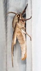 Coequosa australasiae
