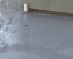 Sceloporus occidentalis longipes