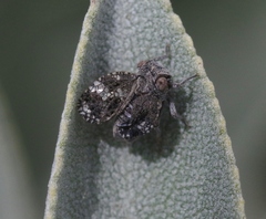 Dictyobia semivitrea