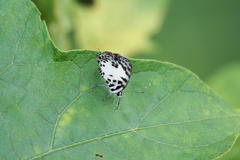 Tuxentius margaritaceus