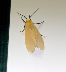 Pareuchaetes insulata