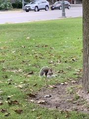 Sciurus carolinensis