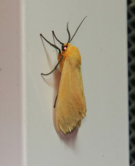 Pareuchaetes insulata