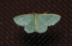 Chlorochlamys appellaria