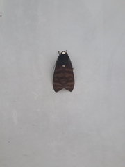 Pachydota