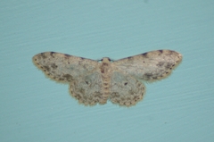 Scopula plantagenaria