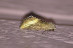 Plagiomimicus aureolum