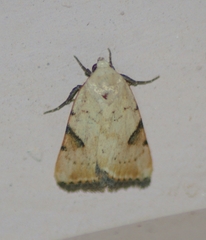 Micrathetis triplex