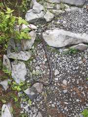 Chironius grandisquamis