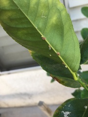 Insecta