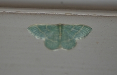 Chlorochlamys appellaria