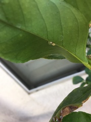 Insecta