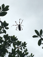 Trichonephila clavipes image