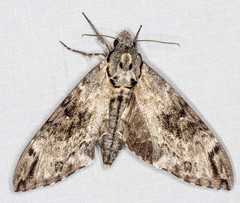 Psilogramma menephron