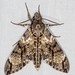 Privet Hawkmoth - Photo (c) Ian McMillan, some rights reserved (CC BY-NC), uploaded by Ian McMillan