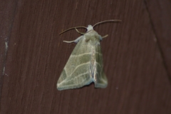 Plagiomimicus tepperi