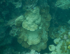 Agaricia grahamae