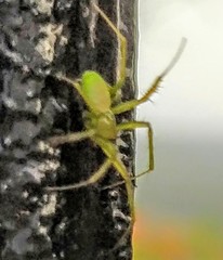 Micrommata virescens